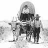 Oregon Trail Oxen & Covered Wagon